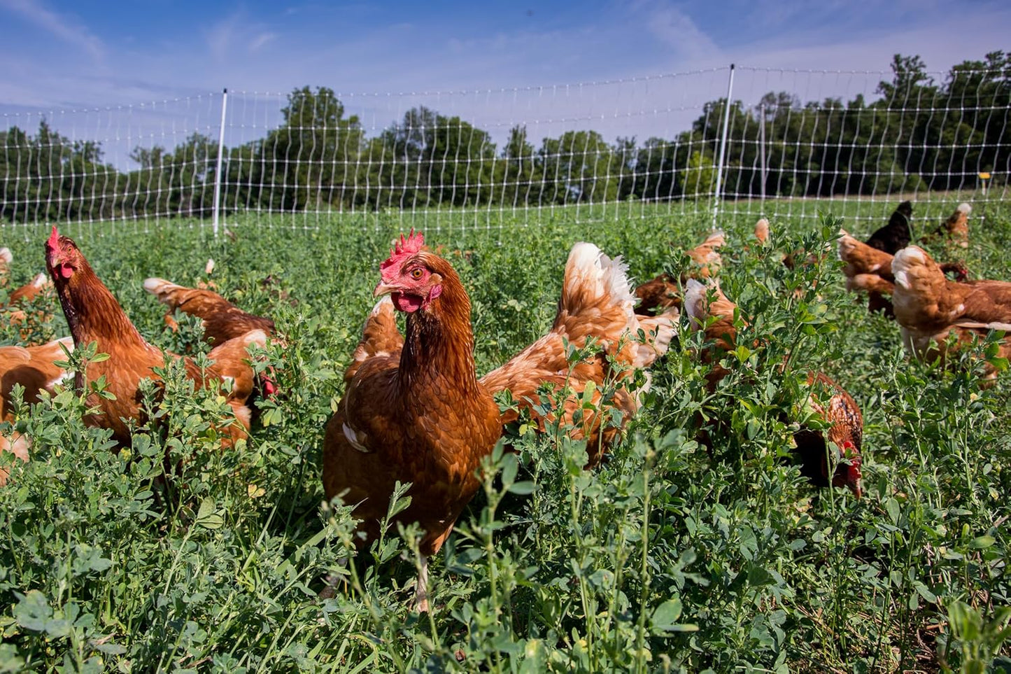 (New Open Box) Gallagher Electric Sheep Netting – Energized Fence | Easy Setup | Durable Livestock Net